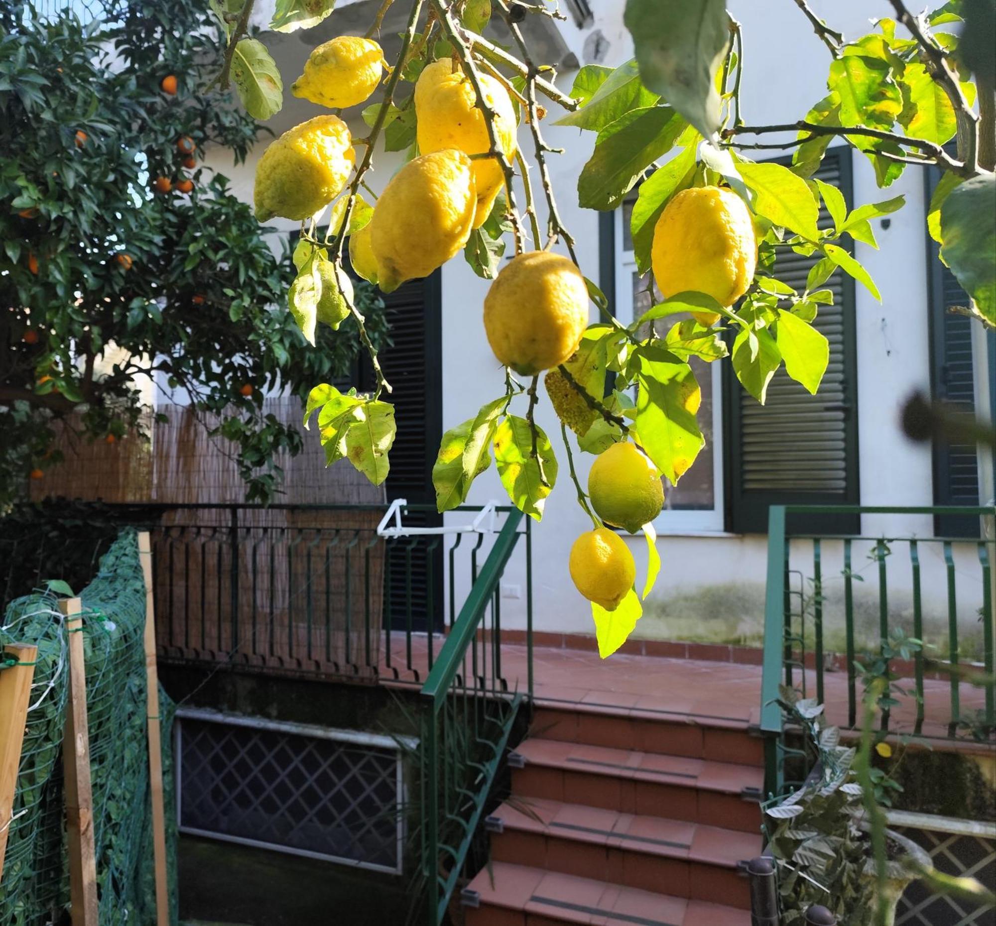 Beatrice Room Bed&Breakfast Sant'Agnello Exterior foto